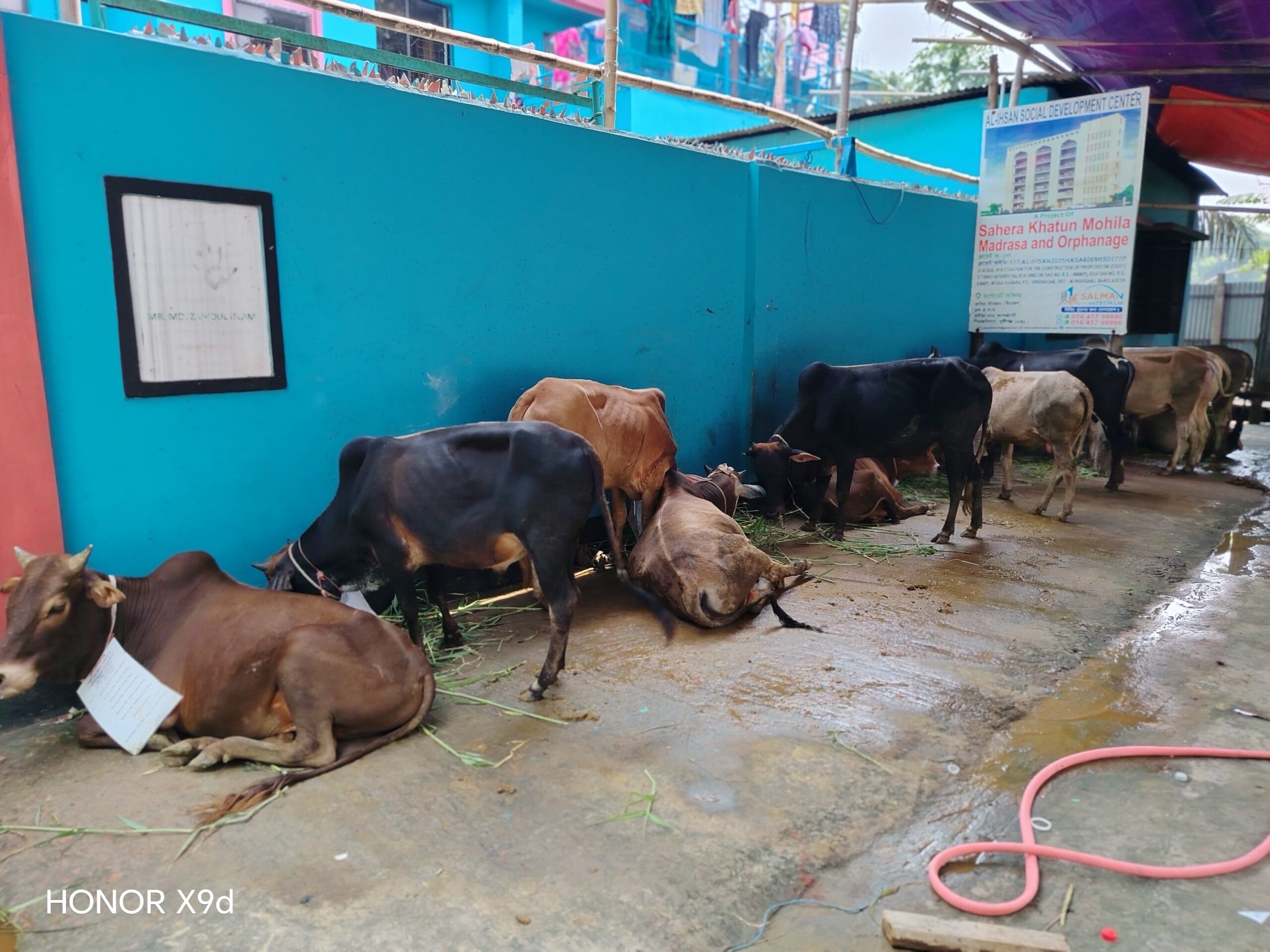 Qurbani cow purchased on behalf of our donors