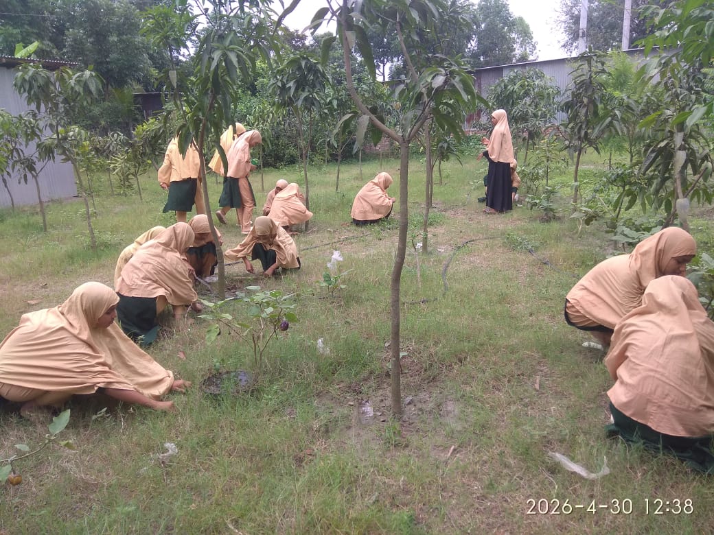 Tree plantation program
