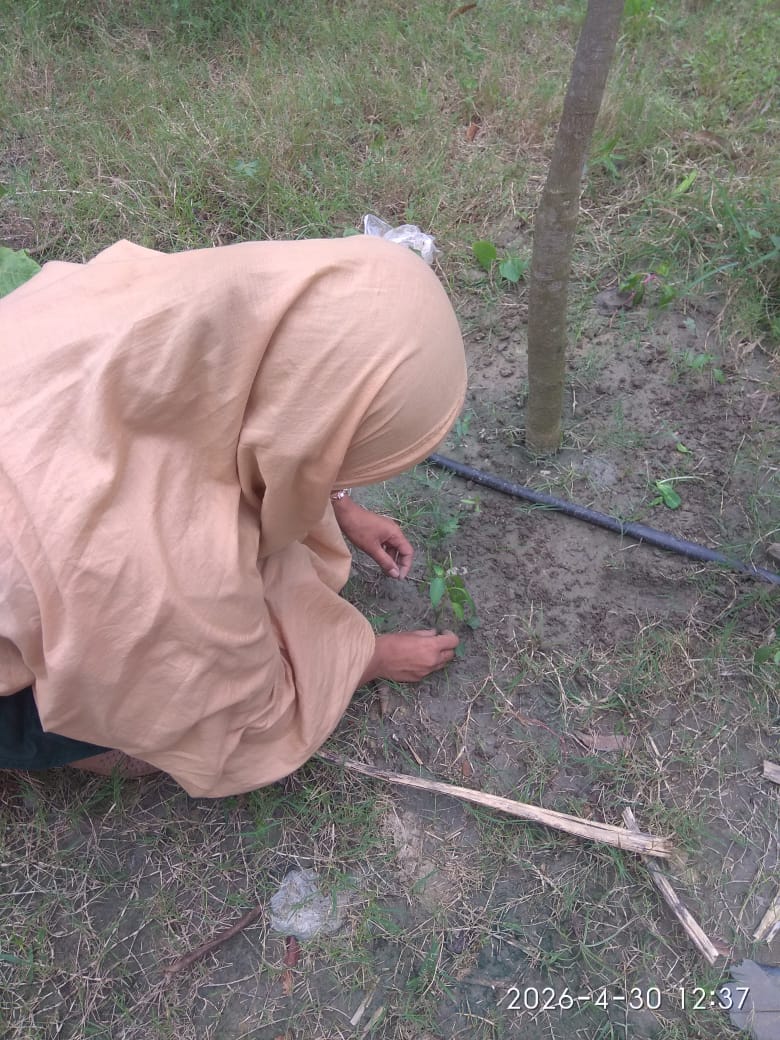 Tree plantation activity